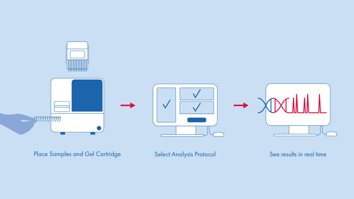 QIAxcel_workflow