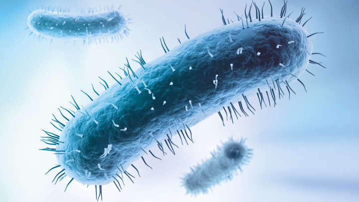 3D illustration of a e. Coli bacteria, microbiome, gut bacteria, gastro, microorganism
