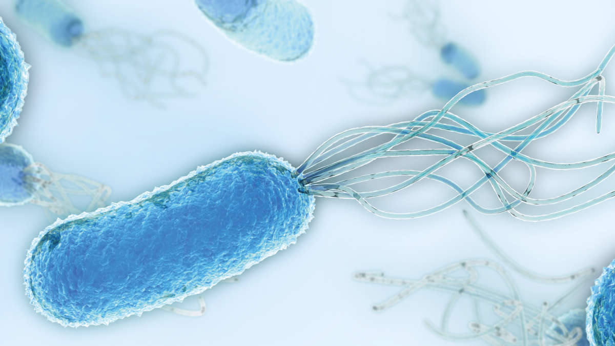closeup of bacteria