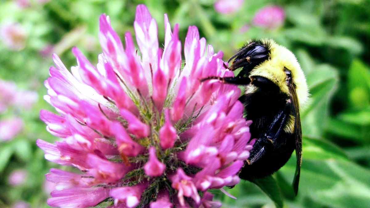 bee, clover, flower
