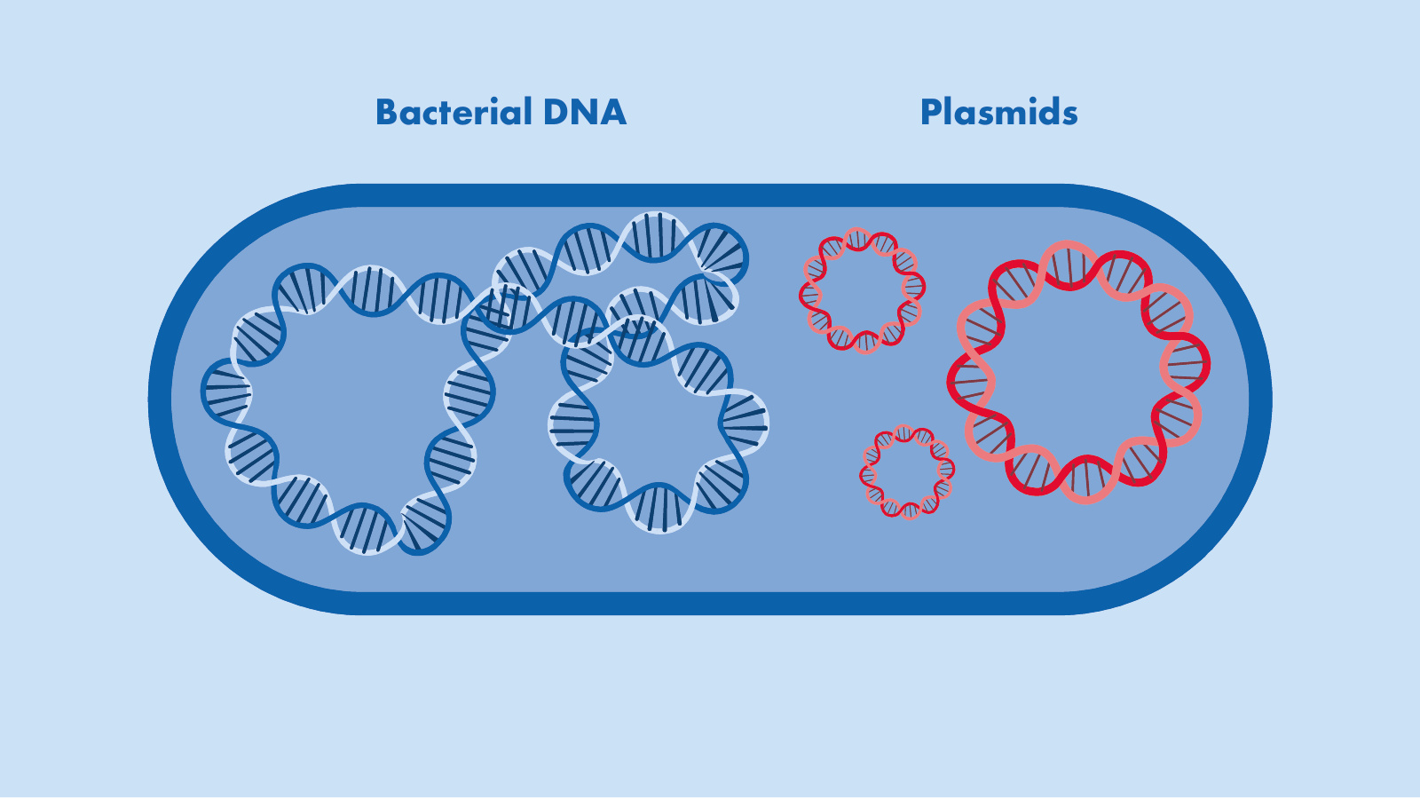 Diagram of plasmid DNA structure