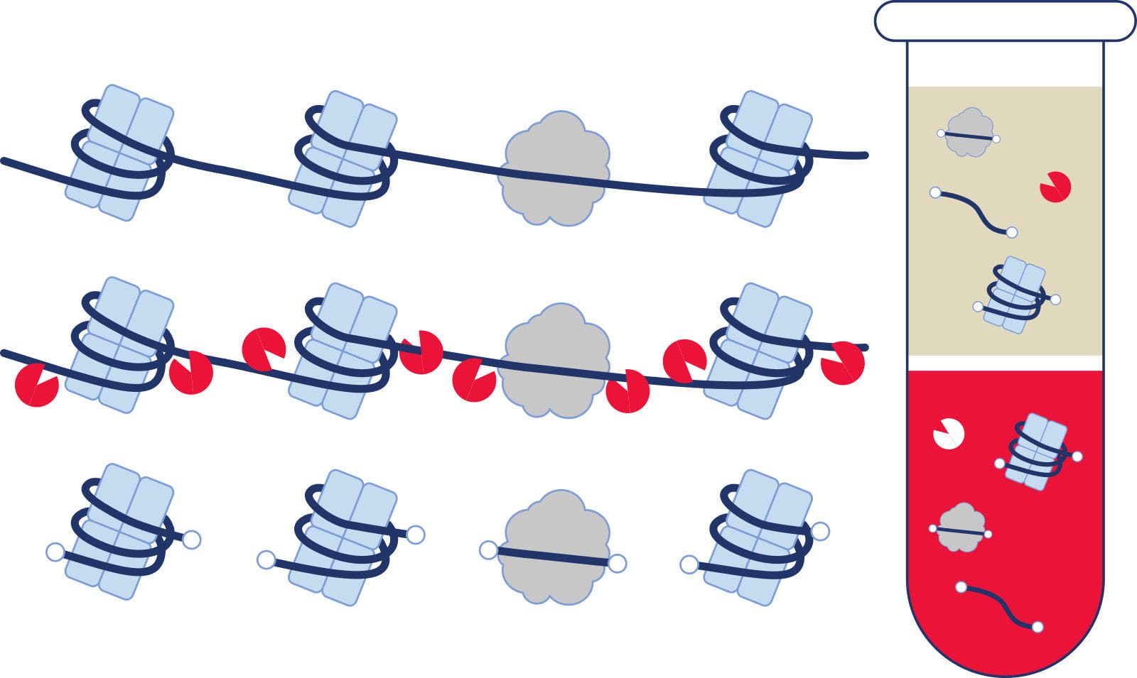 circulating DNA