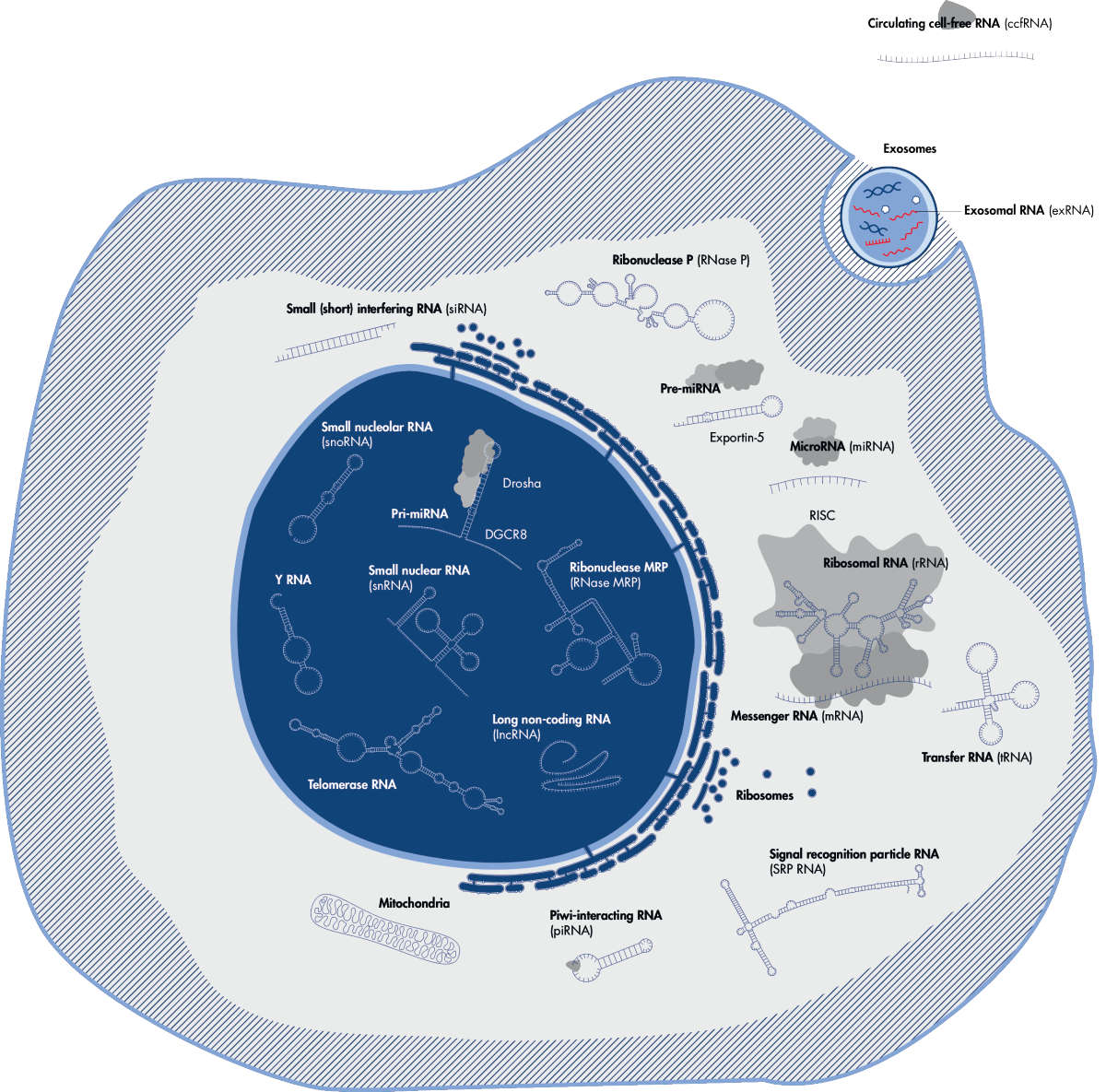 2D illustration of a cell with different RNA types