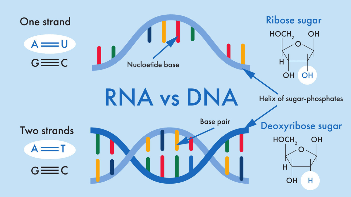 Illustration showing the structural difference between RNA and DNA