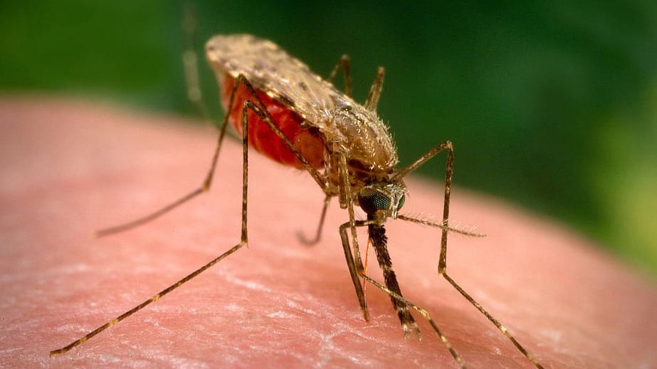 Malaria