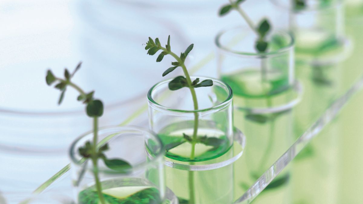 tubes with plants