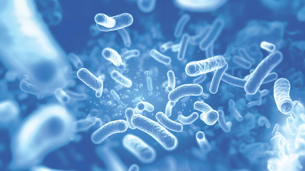 Legionella bacteria