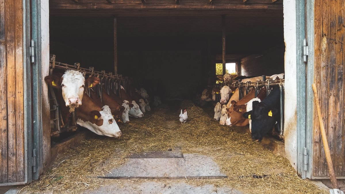Cow breeding